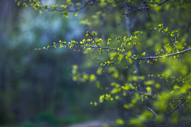 foglie primaverili - green nature forest close up foto e immagini stock