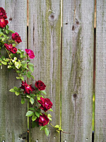 a rose vine on a fence with copy space.