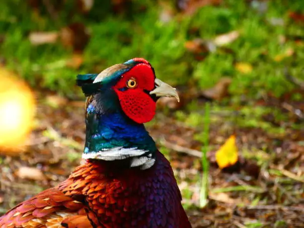 Pheasant at Lake District England