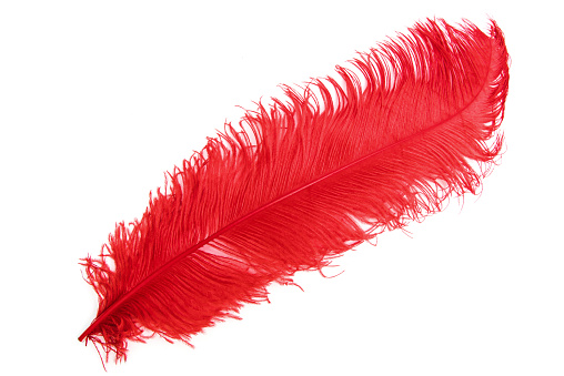 The ostrich's red feather on a white background is isolated