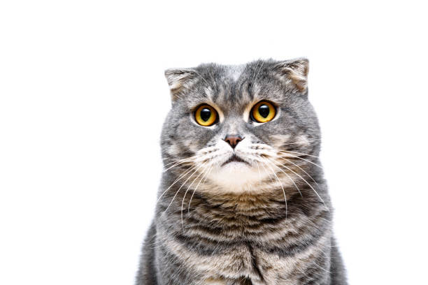 istock Gray lop-eared cat on white background isolated 1181812420