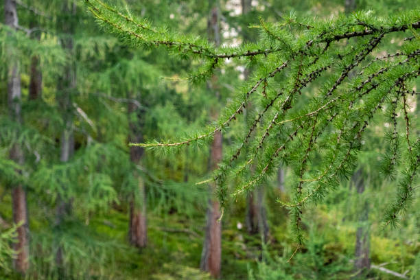 ramas de alerce verde y troncos de alerce en un bosque - european larch fotografías e imágenes de stock