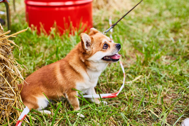 istock Little red dog on a leash 1181814312