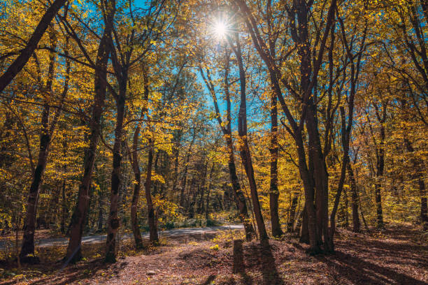 красочный солнечный желтый осенний лес - saturated color beech leaf autumn leaf стоковые фото и изображения