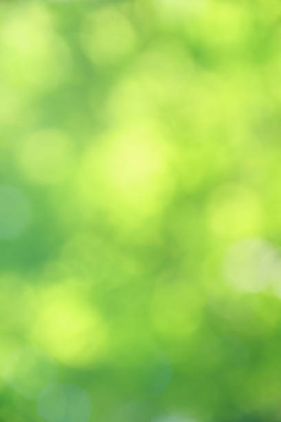 Rozmazane zielone tło – zdjęcie