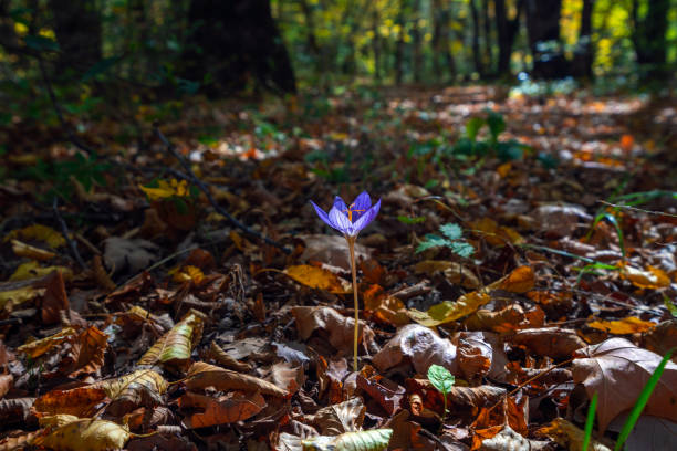 Saffron flower in the autumn forest
