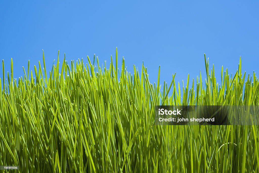 vibrant grass against blue sky long vibrant green grass against blue sky. Blue Stock Photo