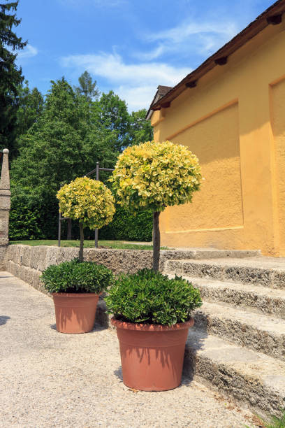 Potted tree Euonymus fortunei 'Emerald n gold' topiary growing in summer garden