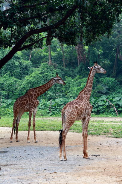 istock Portrait of giraffe 1181817281