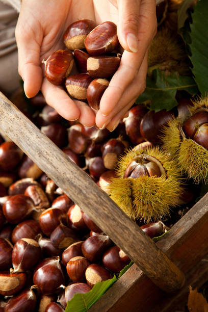 istock basket of chestnuts 1181821614