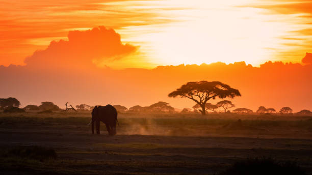 istock Lone elephant walking through Amboseli at sunset 1181821666