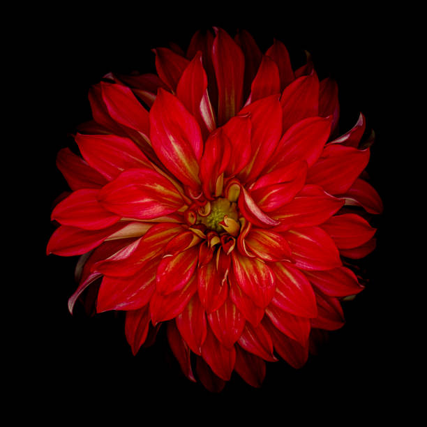 istock Red dahlia isolated on a black background 1181821712