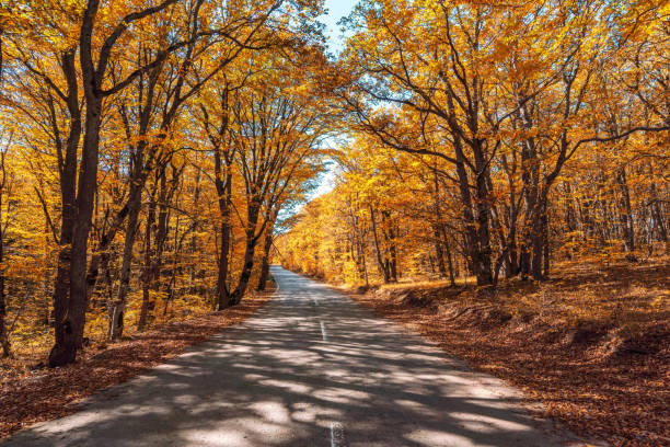 istock Road among yellow autumn mountain forest 1181821820