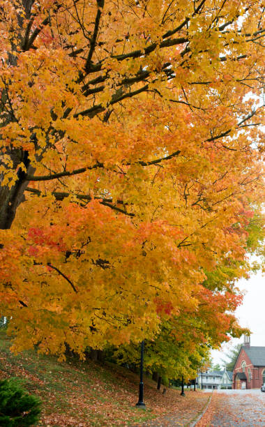istock Fall colors display in small town in Canada 1181821871