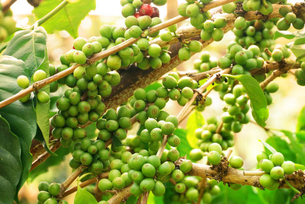 istock Raw green coffee beans on branch of coffee tree 1181821910