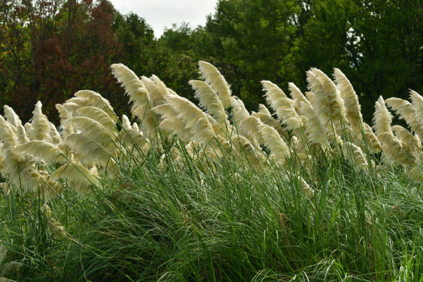 istock Pampas Grass / Cortaderia selloana 1181822054