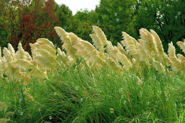 istock Pampas Grass / Cortaderia selloana 1181822057