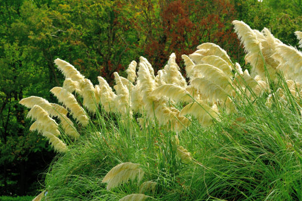 istock Pampas Grass / Cortaderia selloana 1181822058