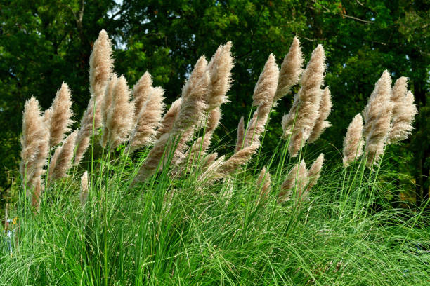 istock Pampas Grass / Cortaderia selloana 1181822176
