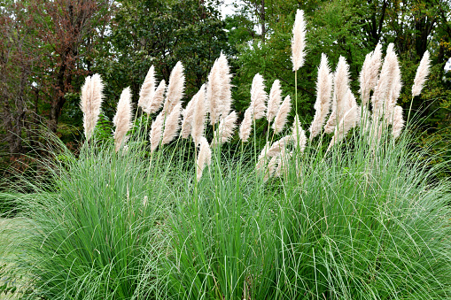 Pampas Grass (Cortaderia selloana), which is native to southern South America, is a type of tall grass with silver-white flowers which are in bloom from late summer to autumn. It is an attractive ornamental grass that is popular in many landscapes. The flower clusters are plumed panicles, which appear at the end of stiff stems.