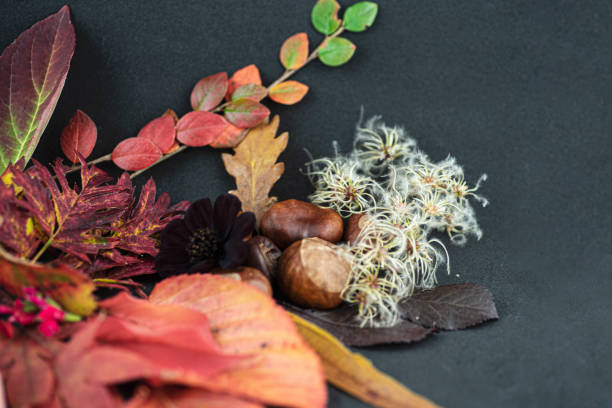 October seeds and leaves
