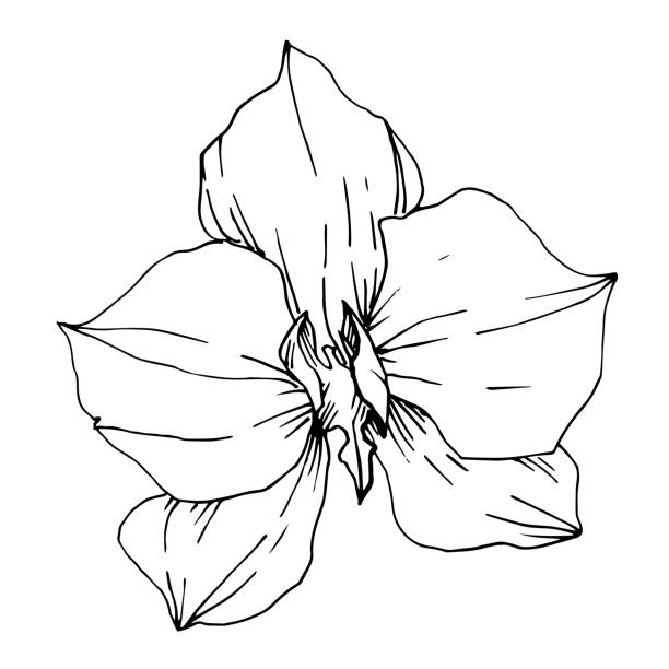 istock Vector Tropical flowers and leaves isolated. Black and white engraved ink art. Isolated plant illustration element. 1181824251