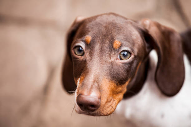 istock puppy dog portrait stone background 1181824342