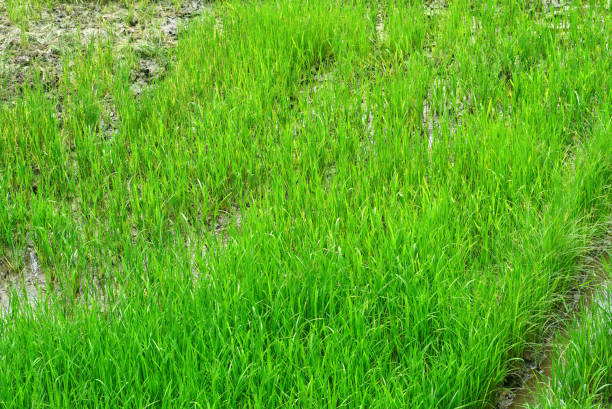 istock Rice plant in the field 1181824537