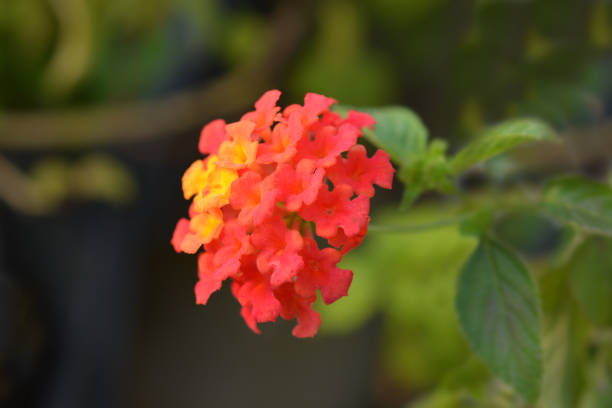 strauchverbena - invasive specie stock-fotos und bilder