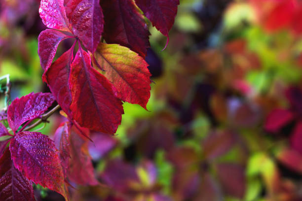 istock Natural autumn background. Red leaves on bright blurred backdrop. 1181826961