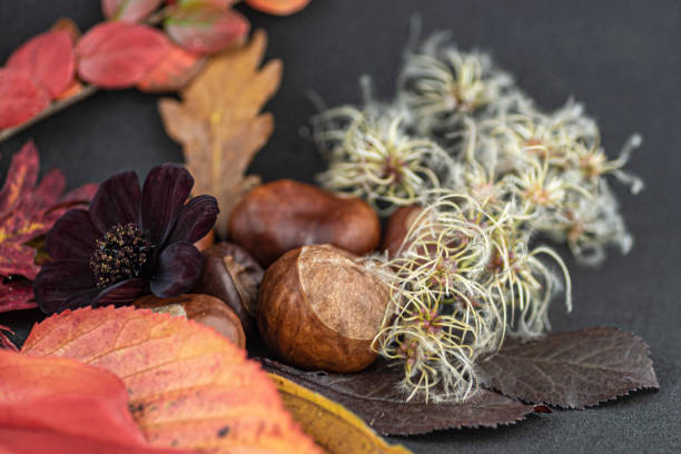 istock Chestnuts, leaves and seeds 1181826978