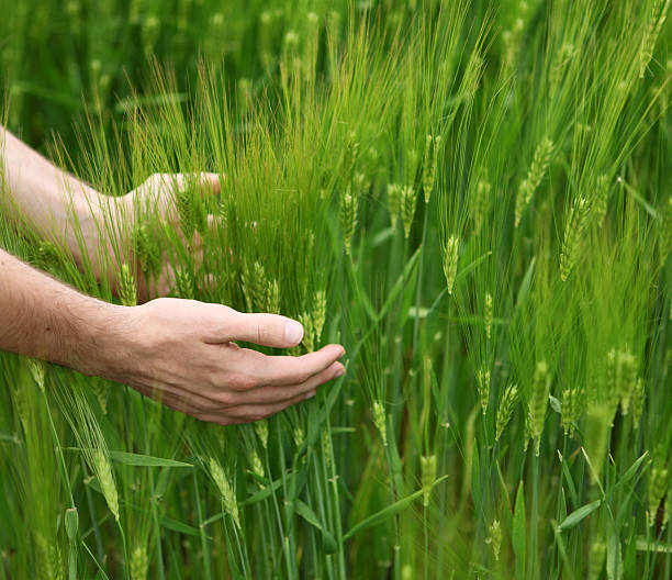 istock Hands Holding Wheat in Green Field 118182740