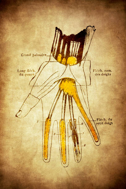 istock Synovial sheaths of wrist, palm and fingers 1181827657