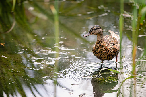 A front-view shot of a female mallard duck walking through a pond.