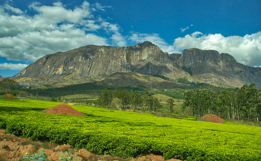The slopes of the mountain as seen across a tea plantation