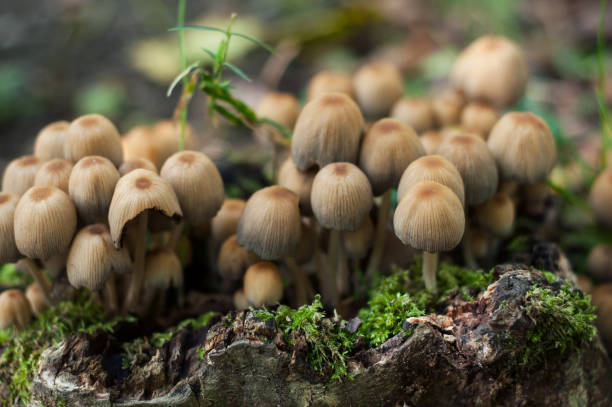 istock little mushrooms in the forest 1181830382