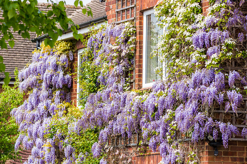 Flowering Wisteria on house front