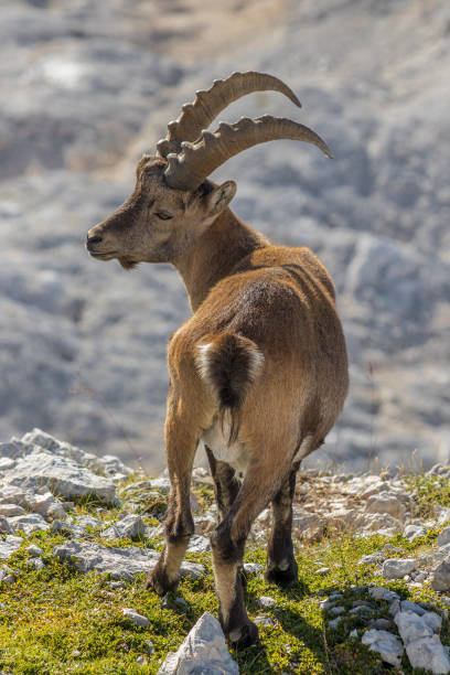 istock Young Ibex showing his horns 1181831965