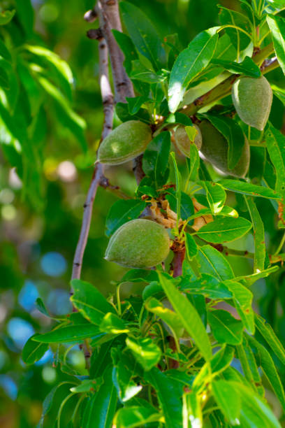istock Young green almond nuts riping on almond tree 1181832462