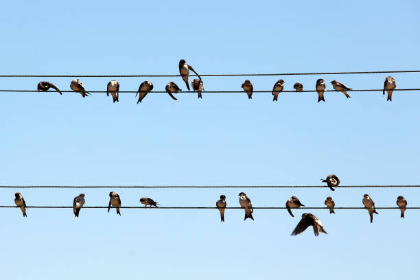 istock swallows and electrical wires 1181833555