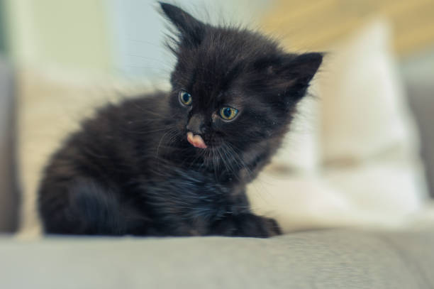 istock black kitten sits on a sofa and licks its lips 1181834324