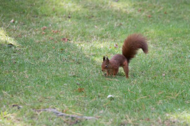 istock squirrel busy hiding seeds in the ground 1181834703