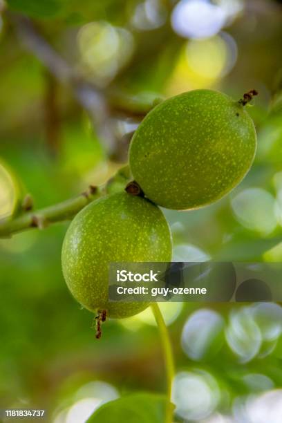 Tree Nuts In Shell Green Nuts In Their Shells On Tree Stock Photo - Download Image Now ...