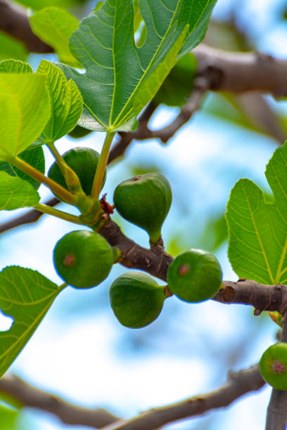 istock Unripe green figs fruits riping on fig tree 1181839476