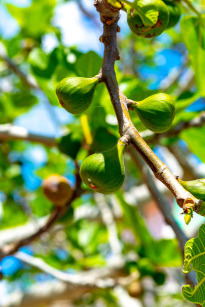 istock Unripe green figs fruits riping on fig tree 1181839498