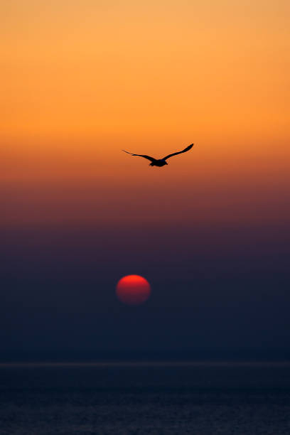 istock seagulls flying sunshine and sunset 1181839694