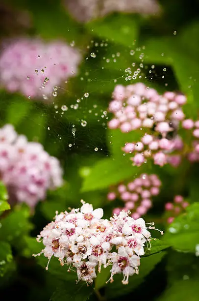 Photo of Dew drops caught in the web