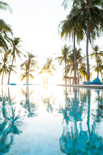 istock Palm tree reflections in infinity pool at tropical resort 1181842008
