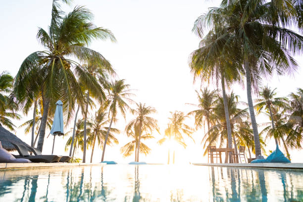 istock Low angle view of palm tree reflections in infinity pool at sunset at a luxury beach resort 1181842050