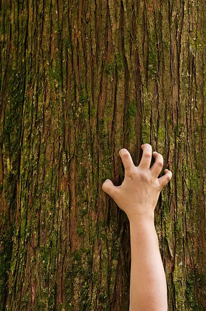 Photo of Hand clawing up a cedar tree trunk